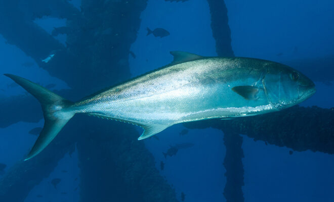 Greater amberjack. Credit: NOAA Fisheries