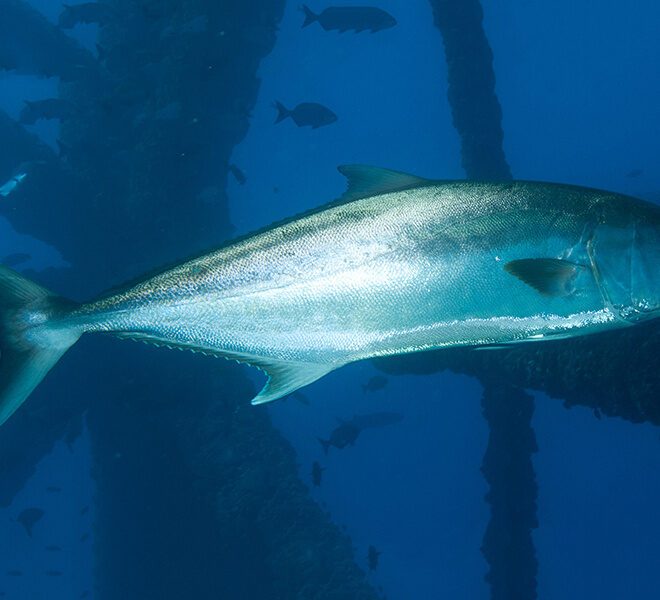 Greater amberjack. Credit: NOAA Fisheries