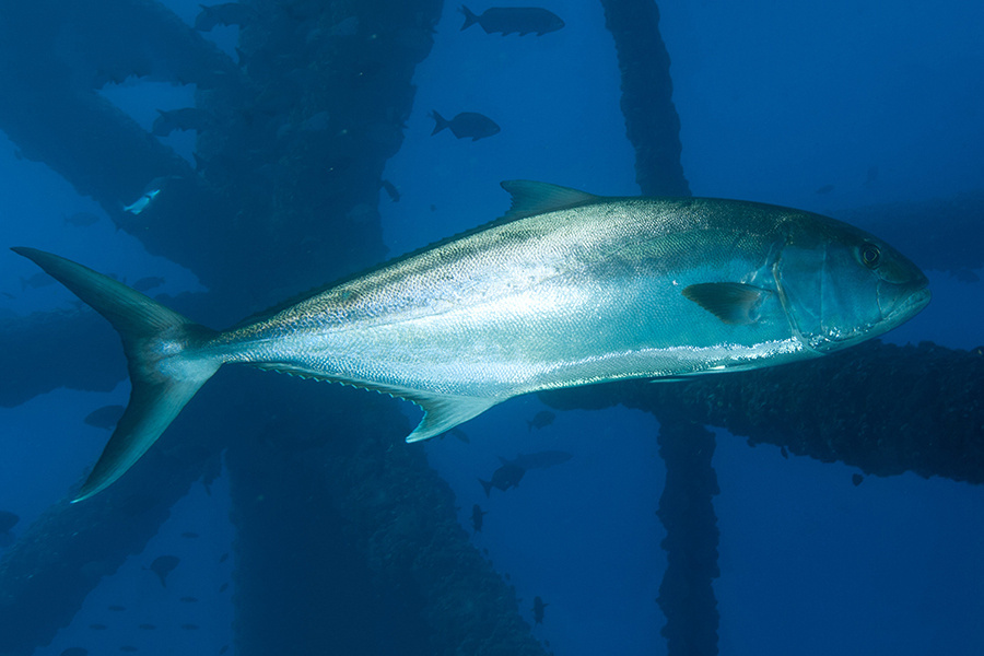 Greater amberjack. Credit: NOAA Fisheries