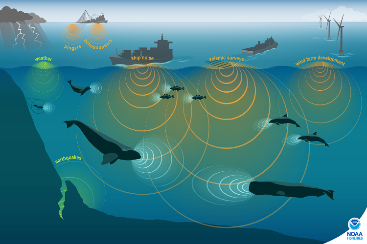 NOAA Fisheries studies marine animals by using a variety of technologies to record underwater ocean sounds. Marine animals live in a noisy habitat with combined noises from humans, nature, and other species. This conceptual illustration shows images of human, marine animal, and environmental sources of sound and approximately proportional sound waves. Credit: NOAA Fisheries.
