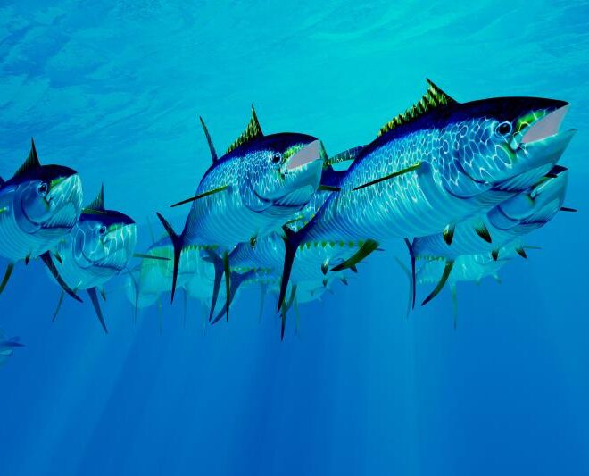 NOAA FIsheries by NOAA.