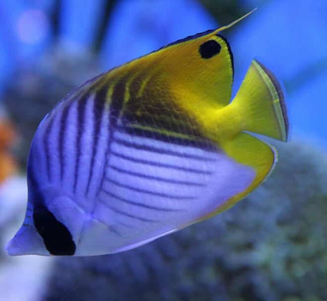 saltwater fishes from Pxfuel