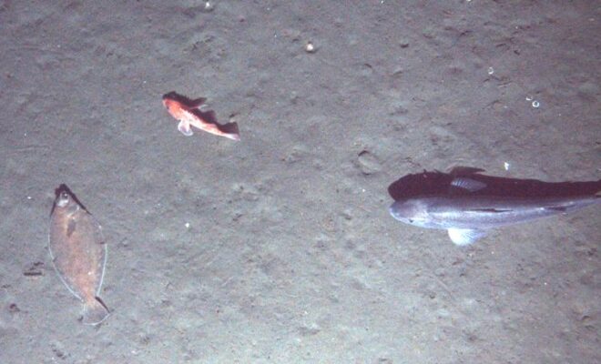 Researchers studied four species of West Coast groundfish commonly harvested together, including sablefish, Dover sole, and thornyhead (pictured here). This image was captured from an AUV hovering above the sea floor off the West Coast.