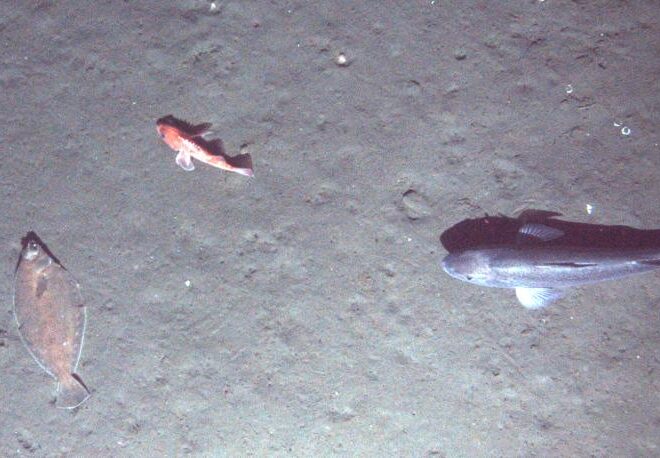 Researchers studied four species of West Coast groundfish commonly harvested together, including sablefish, Dover sole, and thornyhead (pictured here). This image was captured from an AUV hovering above the sea floor off the West Coast.