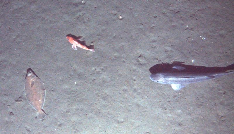 Researchers studied four species of West Coast groundfish commonly harvested together, including sablefish, Dover sole, and thornyhead (pictured here). This image was captured from an AUV hovering above the sea floor off the West Coast.