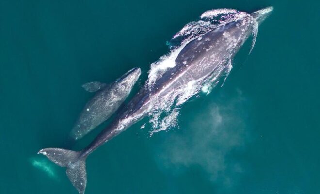 Gray whale mother and her calf on their northbound migration.