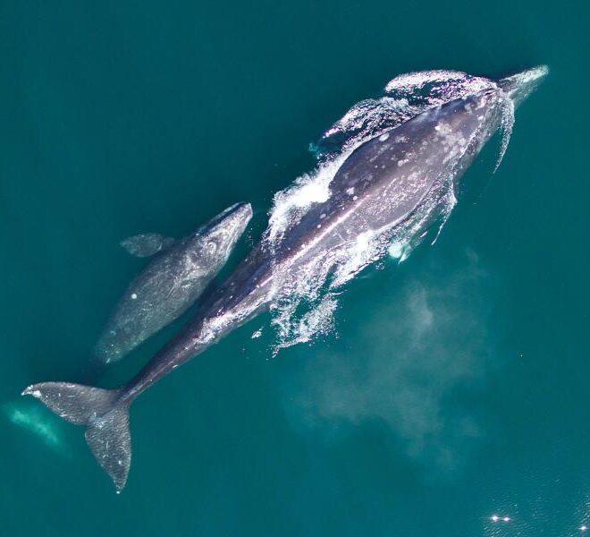 Gray whale mother and her calf on their northbound migration.