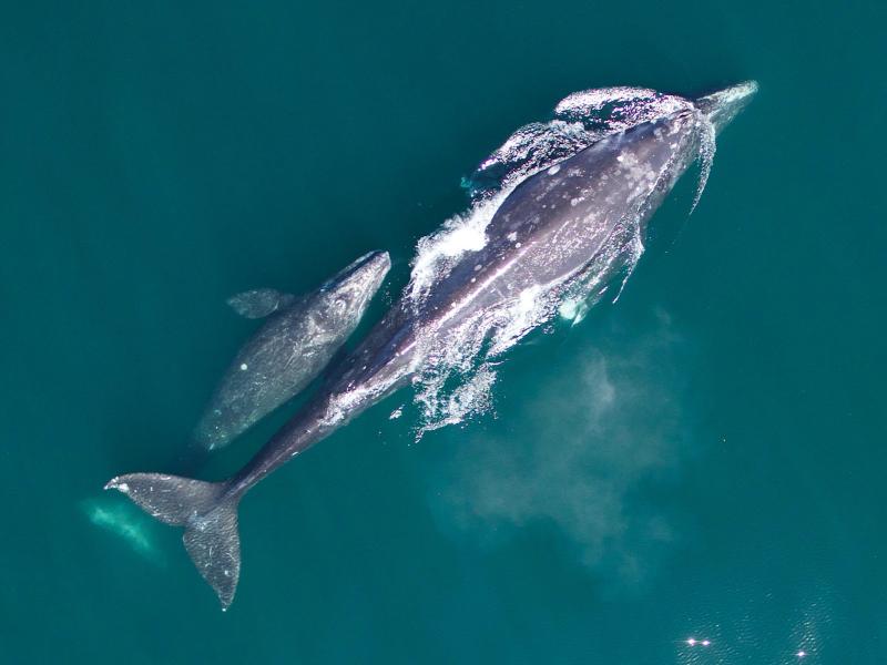 Gray whale mother and her calf on their northbound migration.