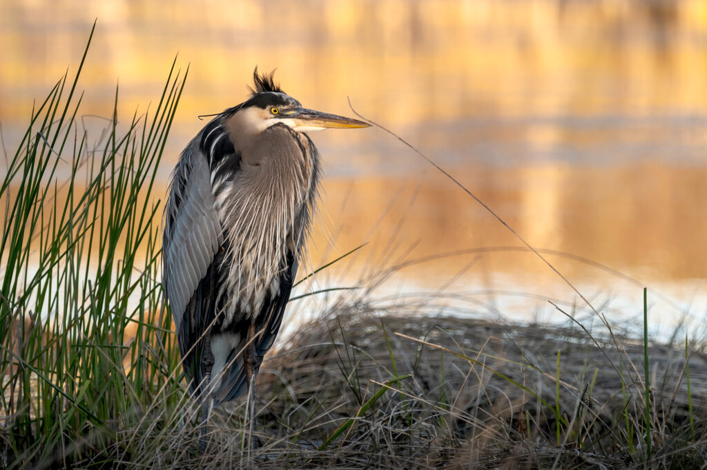 Heron in Louisiana marsh (Photo: AdobeStock)