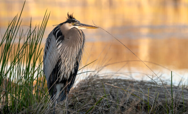 Heron in Louisiana marsh (Photo: AdobeStock)