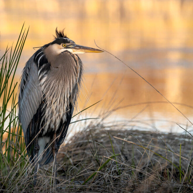 Heron in Louisiana marsh (Photo: AdobeStock)