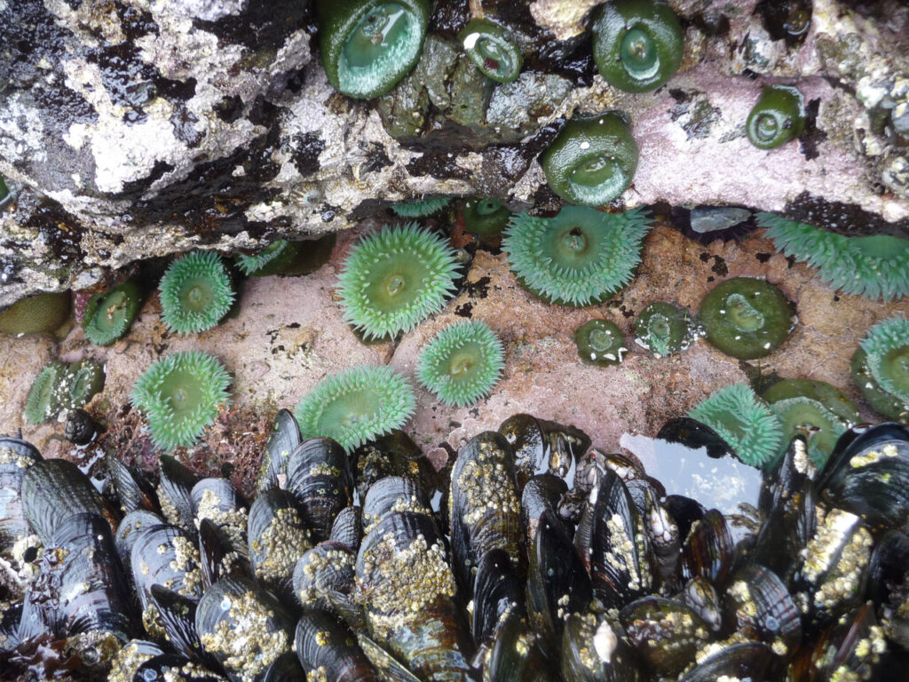 Mussels and sea anemones on the northwest Pacific Coast. Photo credit: Janine Ledford of the Makah Tribe.