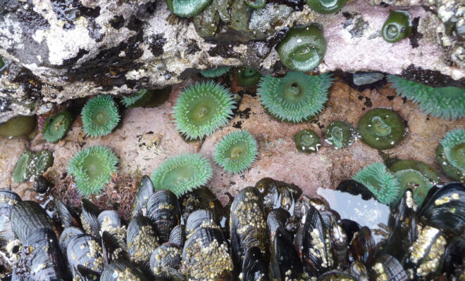 Mussels and sea anemones on the northwest Pacific Coast. Photo credit: Janine Ledford of the Makah Tribe.