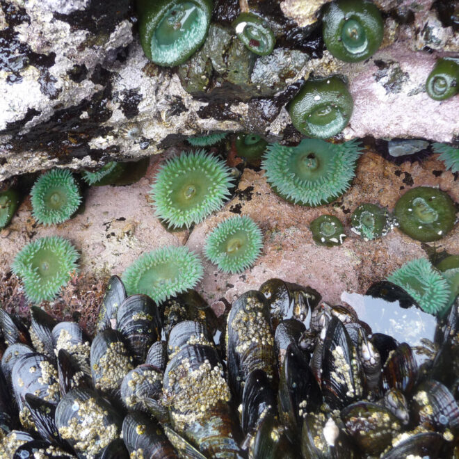 Mussels and sea anemones on the northwest Pacific Coast. Photo credit: Janine Ledford of the Makah Tribe.