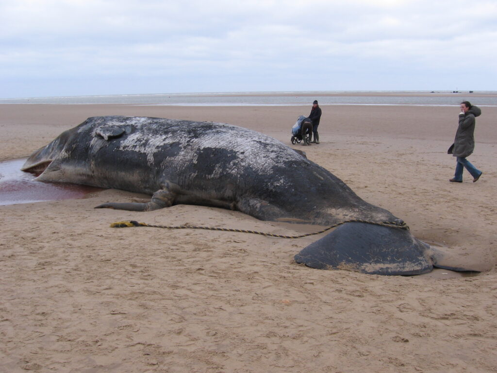 Beached Sperm Whales Norfolk by WikkiCommons.