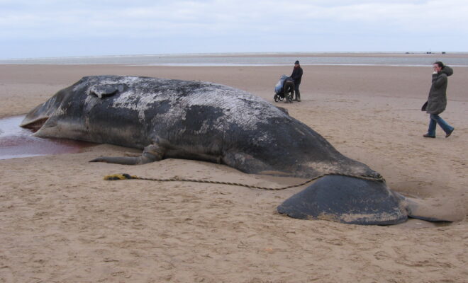 Beached Sperm Whales Norfolk by WikkiCommons.