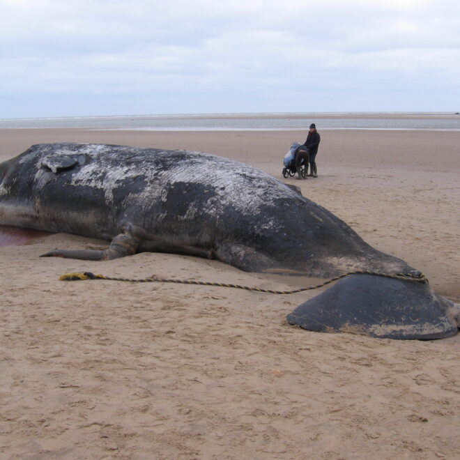 Beached Sperm Whales Norfolk by WikkiCommons.