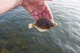 Flounder Fishing – An Expert’s Guide by Wikicommons.