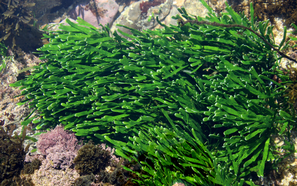 Green seaweed Turimetta south, Caulerpa filiformis by Wikkicommons