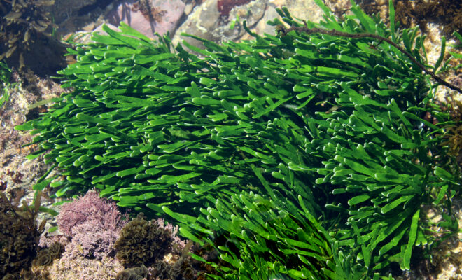 Green seaweed Turimetta south, Caulerpa filiformis by Wikkicommons