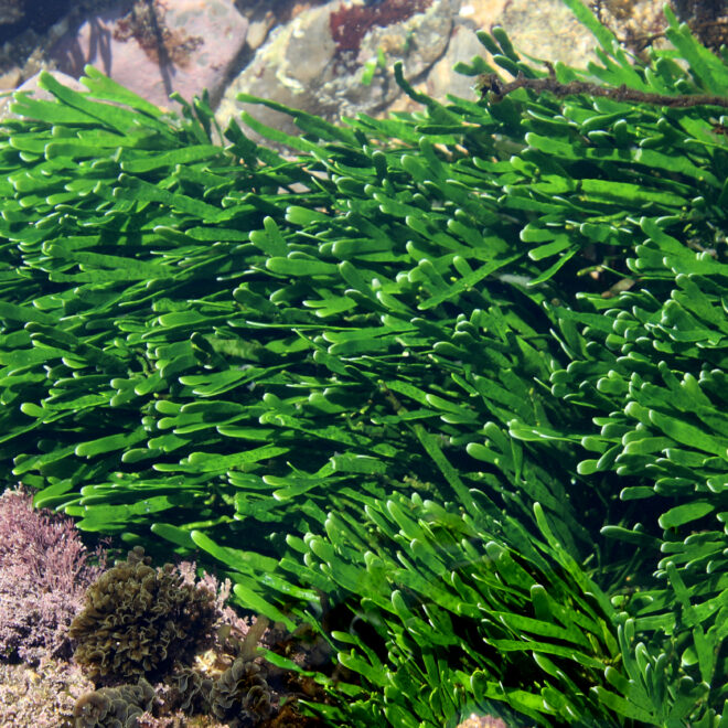 Green seaweed Turimetta south, Caulerpa filiformis by Wikkicommons