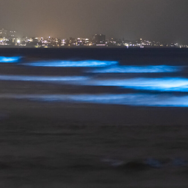 Sea Glow by Flickr.