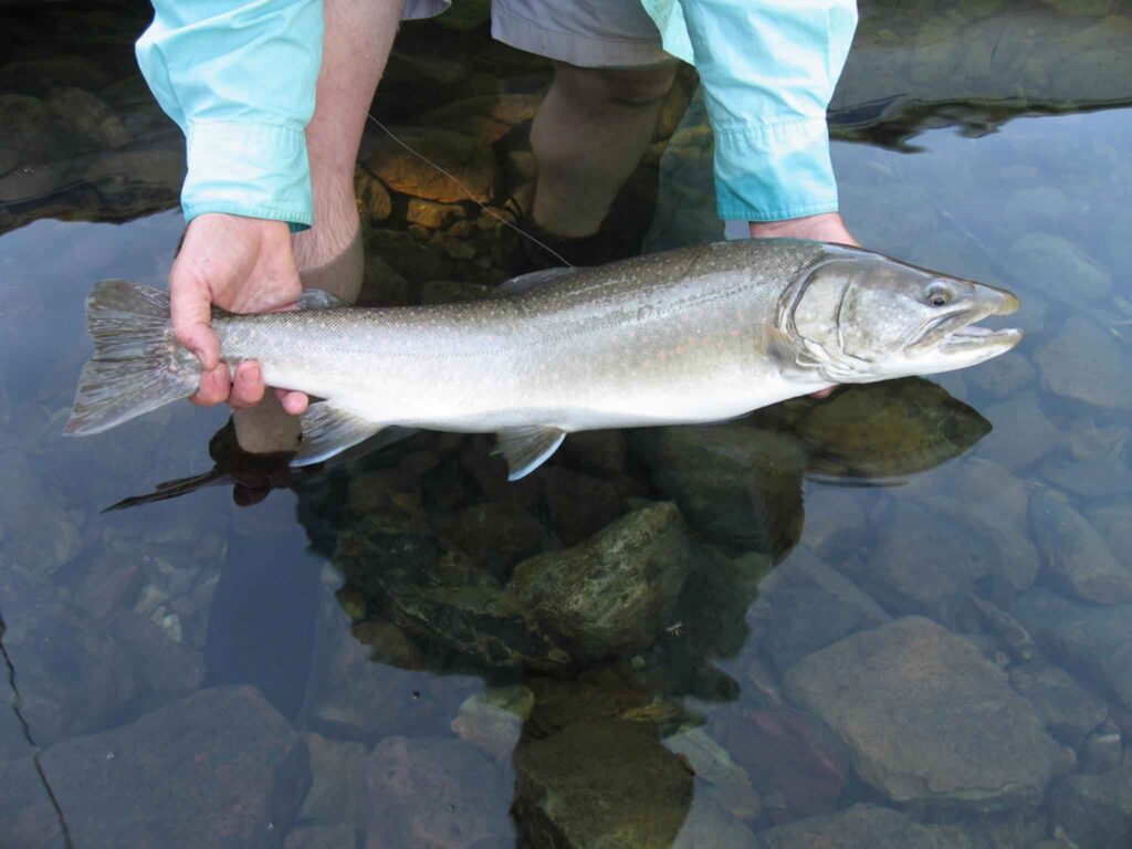 Big coho by U.S. Fish and Wildlife Service