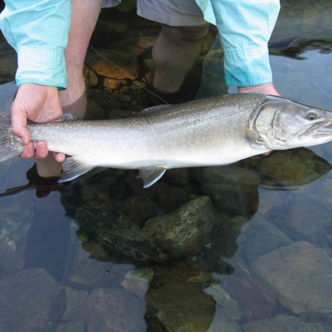 Big coho by U.S. Fish and Wildlife Service