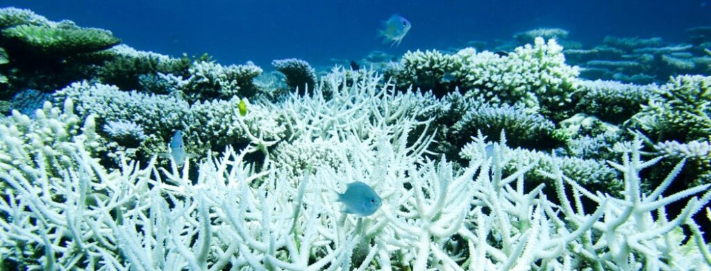 Climate Change and Coral Reefs. Coral reefs are an incredibly valuable… | by Annabelle Y Wu | Environmental Issue Profile Database | Medium