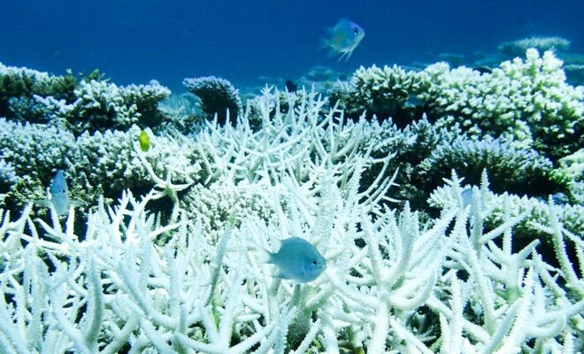 Climate Change and Coral Reefs. Coral reefs are an incredibly valuable… | by Annabelle Y Wu | Environmental Issue Profile Database | Medium