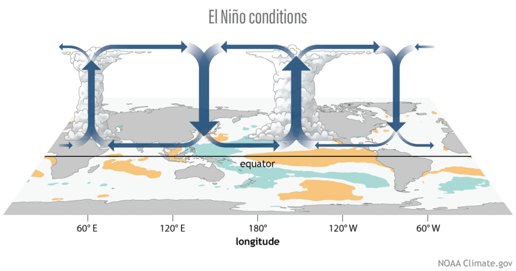 Three phases of the tropical Pacific atmospheric circulation pattern: El Niño, La Niña, and neutral. During El Niño, the engine driving tropical circulation shifts to the east, while during La Niña, it's stronger than average. Figure by climate.gov.