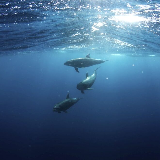 Fish Ocean Images