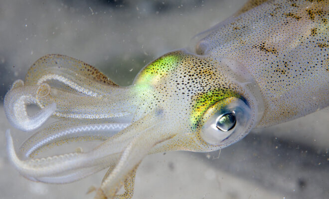 The fascinating thing with squid is that they rapidly change color