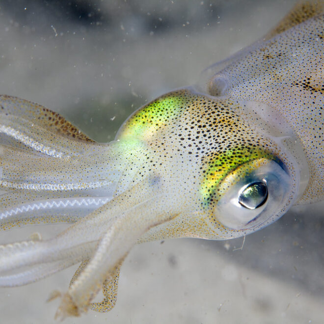 The fascinating thing with squid is that they rapidly change color