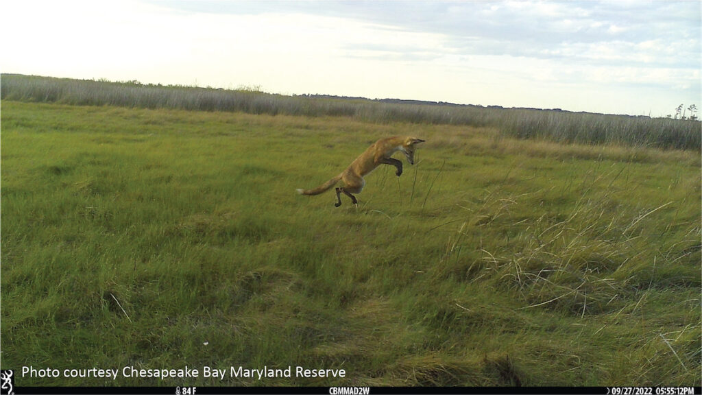 A fox goes hunting in the Chesapeake Bay Reserve in Maryland by NOAA.
