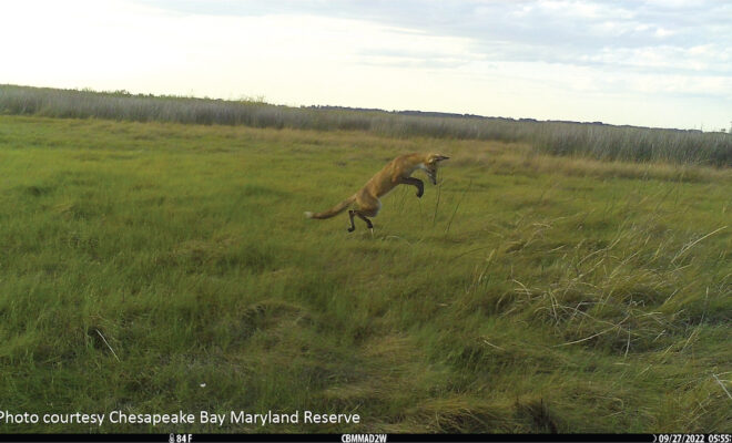 A fox goes hunting in the Chesapeake Bay Reserve in Maryland by NOAA.