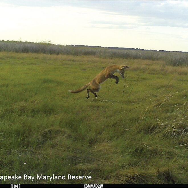 A fox goes hunting in the Chesapeake Bay Reserve in Maryland by NOAA.
