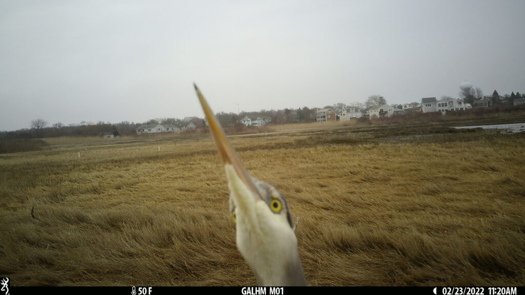 Peek-a-boo! A heron pops up to say hello in Narragansett Bay Reserve in Rhode Island.