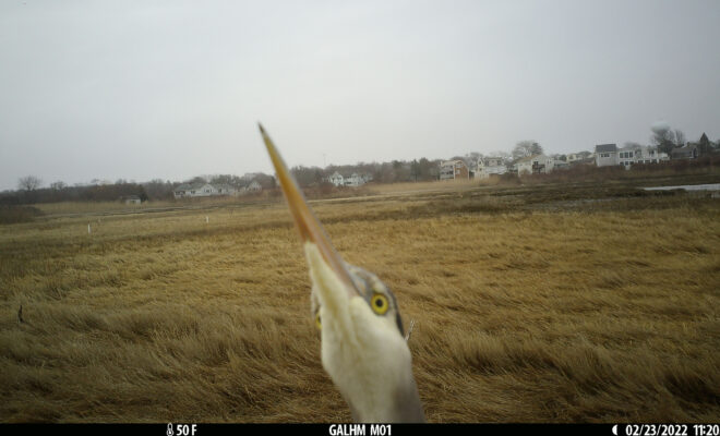 Peek-a-boo! A heron pops up to say hello in Narragansett Bay Reserve in Rhode Island.