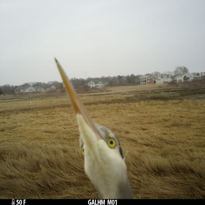 Peek-a-boo! A heron pops up to say hello in Narragansett Bay Reserve in Rhode Island.