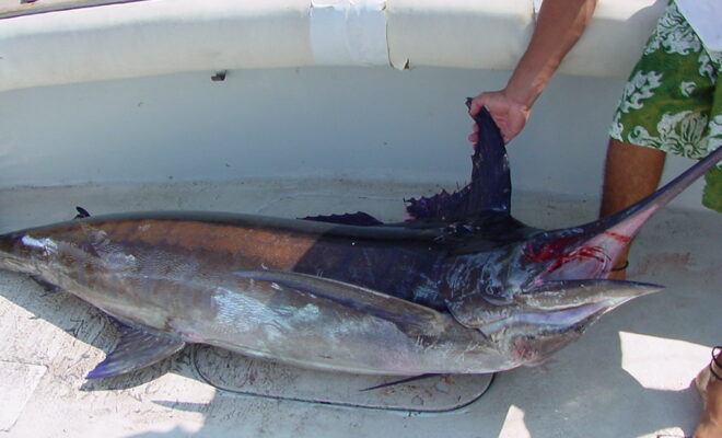 Blue Marlin | Catch of the day! 220lb. Blue Marlin | TravelingOtter | Flickr
