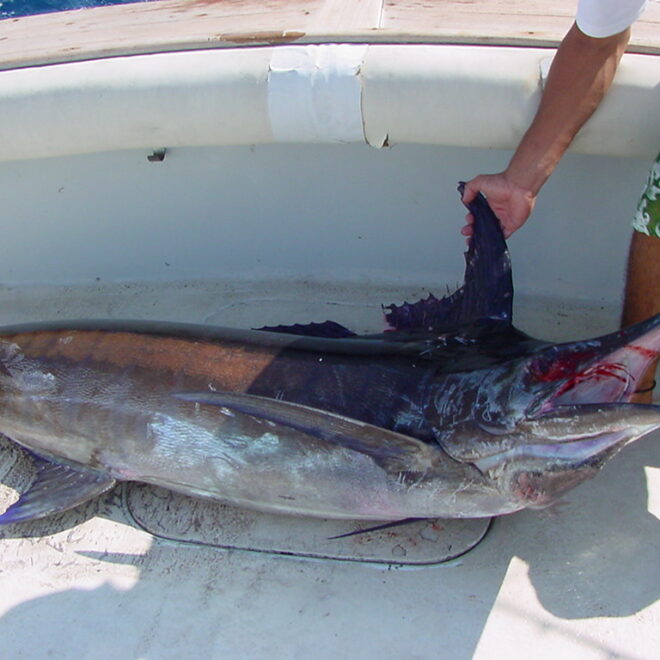 Blue Marlin | Catch of the day! 220lb. Blue Marlin | TravelingOtter | Flickr
