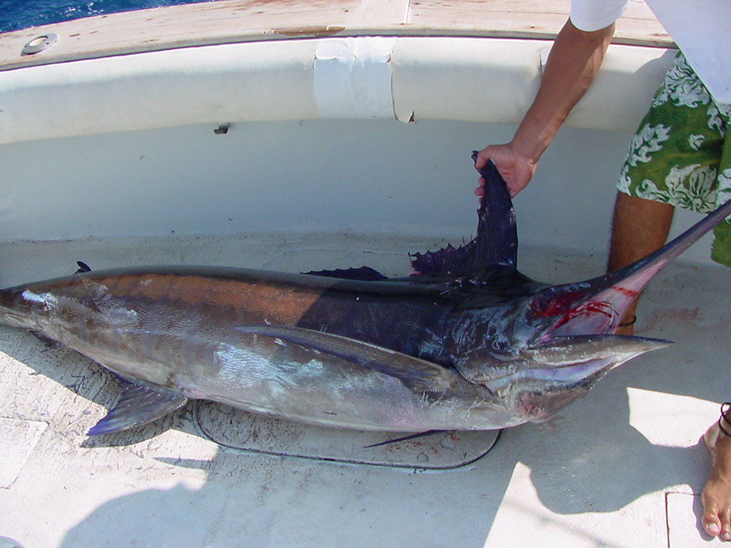 Blue Marlin | Catch of the day! 220lb. Blue Marlin | TravelingOtter | Flickr