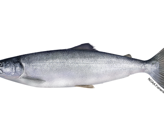 Sockeye Salmon | NOAA Fisheries