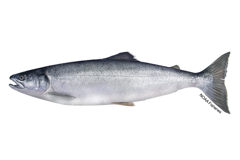 Sockeye Salmon | NOAA Fisheries