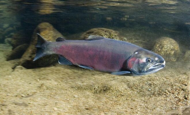 Coho salmon. Credit: NOAA Fisheries