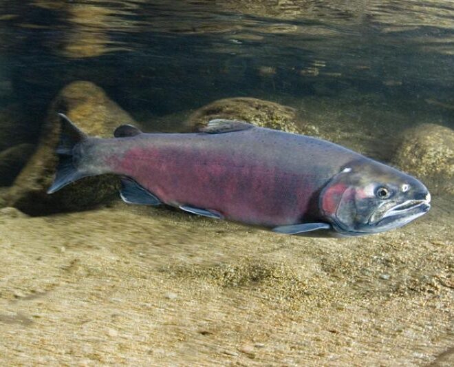 Coho salmon. Credit: NOAA Fisheries