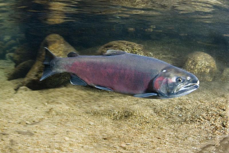 Coho salmon. Credit: NOAA Fisheries
