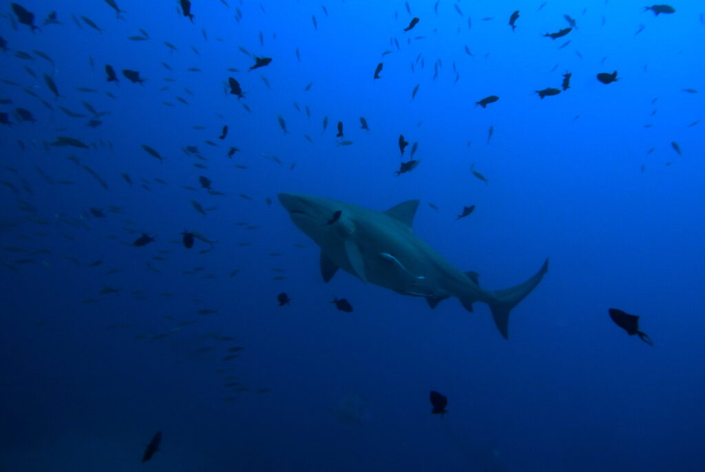 File:Bull shark (Carcharhinus leucas) (23096642576).jpg - Wikimedia Commons