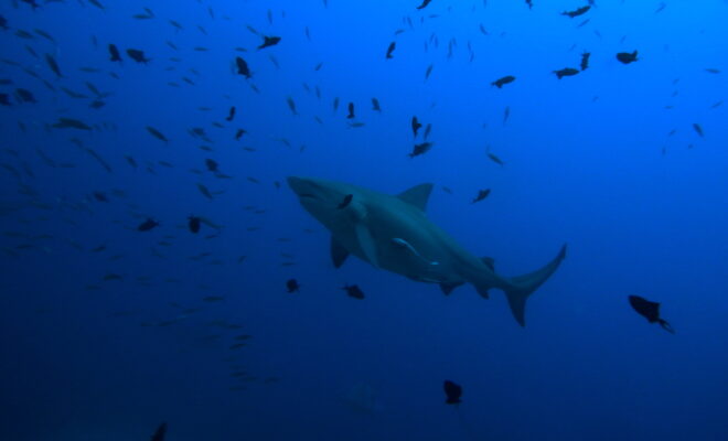 File:Bull shark (Carcharhinus leucas) (23096642576).jpg - Wikimedia Commons